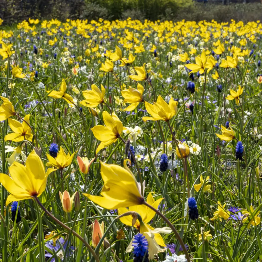 Tulipa-sylvestris (ibulb 250249).webp