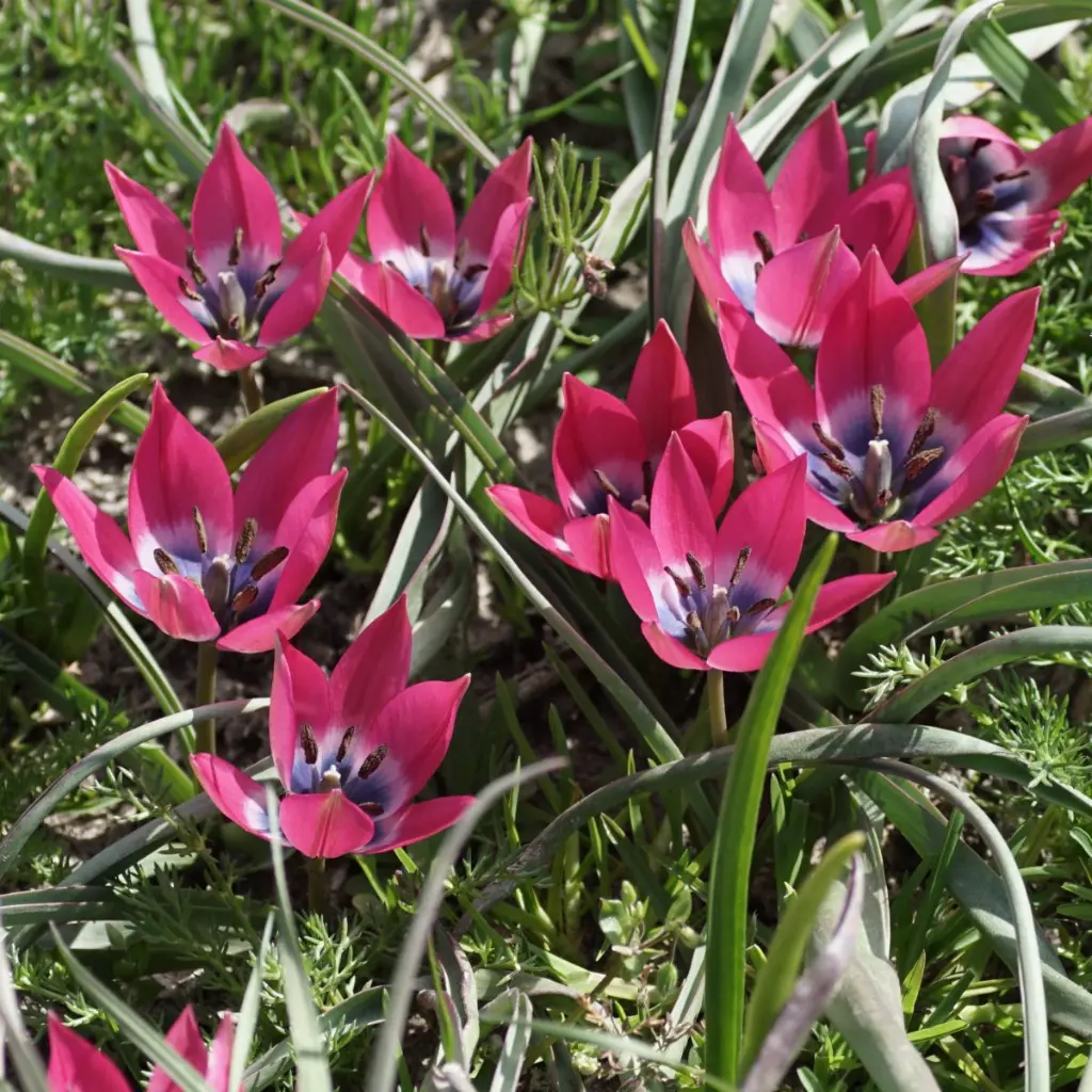 Tulipa-Little-Beauty-DSC04896 1x1.webp