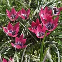 Tulipa-Little-Beauty-DSC04896 1x1.webp