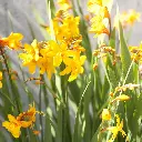 Crocosmia-Yellow (ibulb 218878).webp