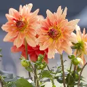 Dahlia-Orange-King (ibulb 226209).webp