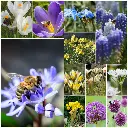 AM99090 Bee in Balance Bloeiboogpakket 120 stuks (concept A).webp