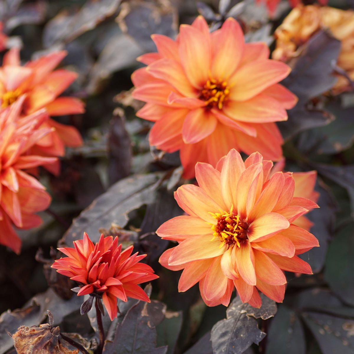 Dahlia Little Rascal - BIO | Natural Bulbs NL