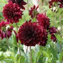 Dahlia-Arabian-Night-DSC05332.webp