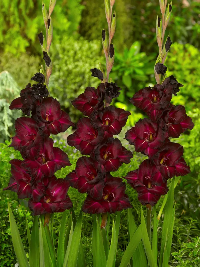 Gladiolus-Black-Surprise (ibulb 201422).webp