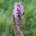 Liatris-spicata DSC05498 (1200px).webp