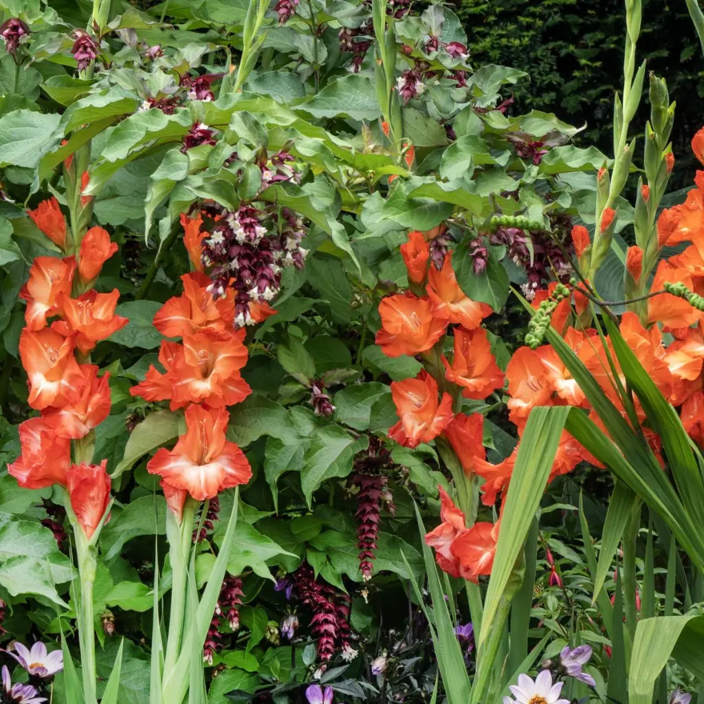 252317-Sword Lily-Gladiolus-Red 1x1.webp