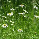 Leucanthemum-vulgare (Krzysztof Ziarnek, Kenraiz CC BY-SA 4.0, id=148963727_kz06).webp