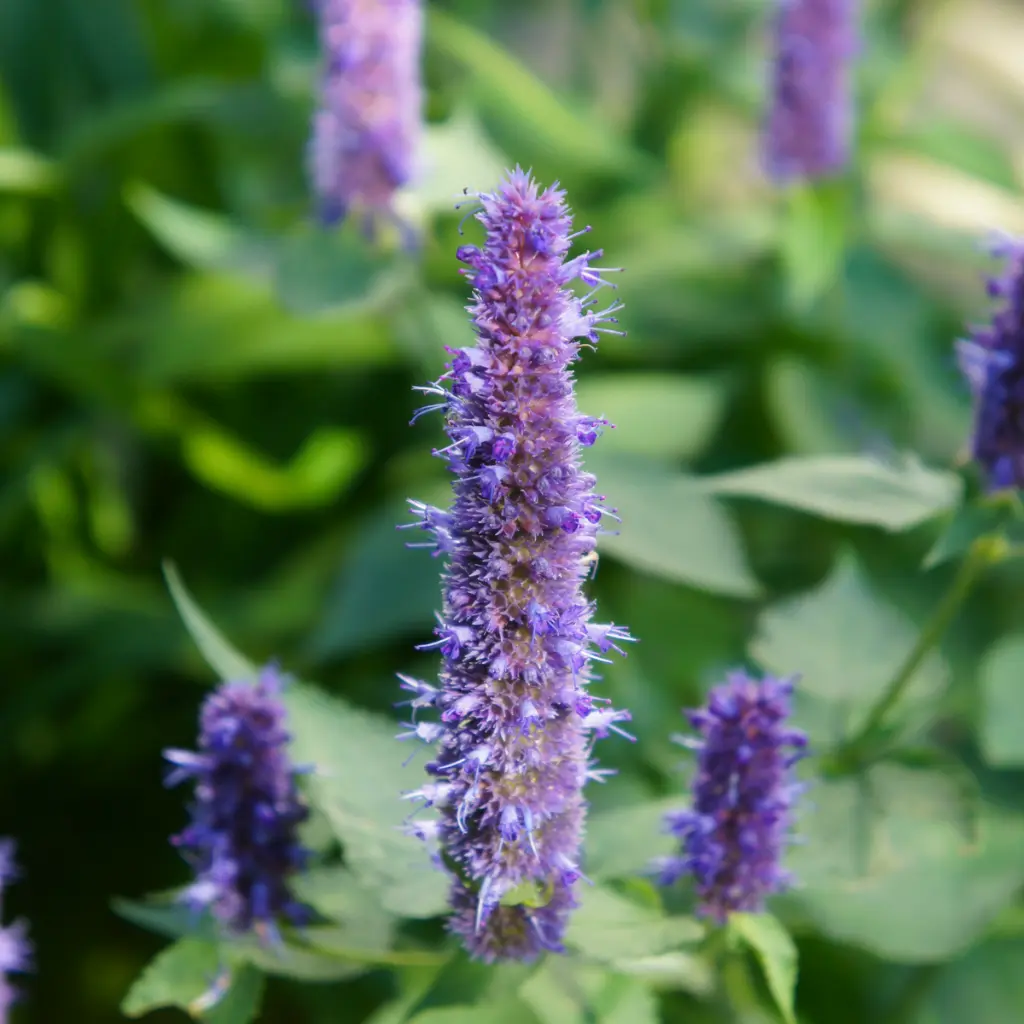 B8085 Dropplant - Agastache Black Adder (AdobeStock_198325590).webp