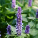 B8085 Dropplant - Agastache Black Adder (AdobeStock_198325590).webp
