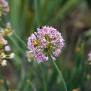 B8086 Sierui - Allium Senescens (AdobeStock_630784007).webp