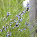 Salvia-uliginosa DSC05702 1x1.webp