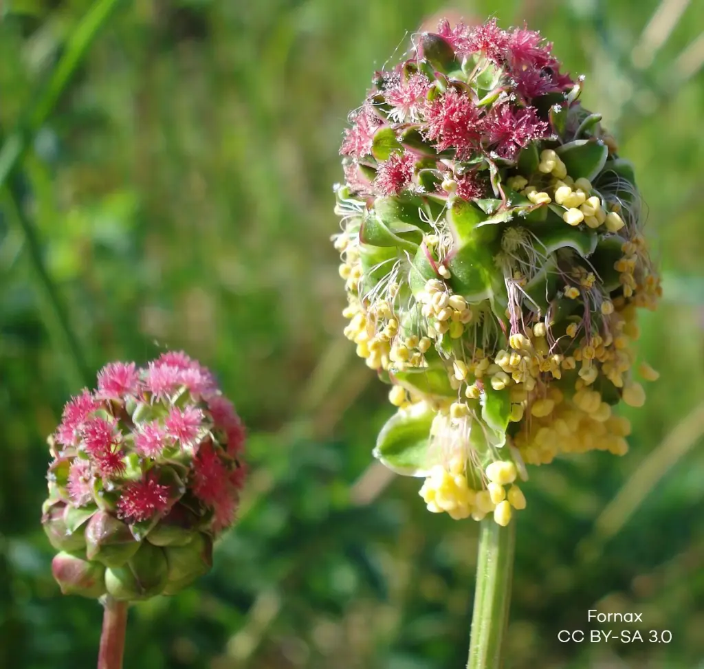 Sanguisorba-minor (Fornax  CC BY-SA 3.0 id=4041200).webp