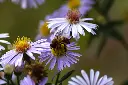 Aster-Asran DSC00030.webp