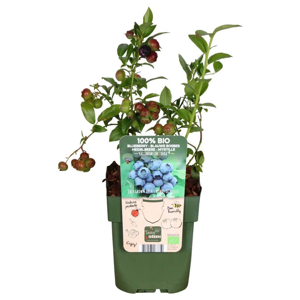 VACOREKA13BIO-Vaccinium-corymbosum-Reka-Bio-vrucht.BIO