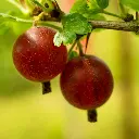 Kruisbes Easycrisp ‘Madame Sanssouci’ (unsplash) BIO