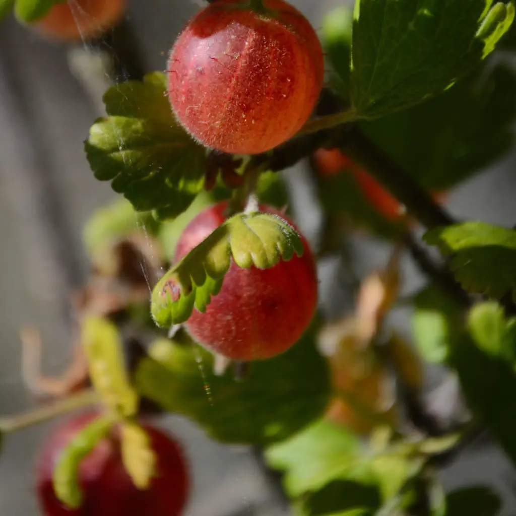 Kruisbes Easycrisp ‘Madame Sanssouci’ Kruisbes(2) (canva pro ) BIO