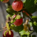 Kruisbes Easycrisp ‘Madame Sanssouci’ Kruisbes(2) (canva pro ) BIO