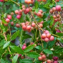 Vaccinium corymbosum ‘Pink Lemonade Roze blauwe bes (AdobeStock)  BIO