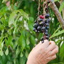 Ribes nigrum Black Marble  zwarte aalbes (canva pro) BIO