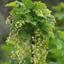 Ribes nigrum Ben (Hogeveen) BIO