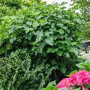 Ficus Gustissimo Perretta_dryopteris (hogeveen) BIO