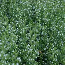 calamintha-nepeta (By Huhu geen CC, vrij gebruik id=16193189).webp