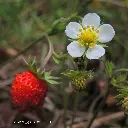 Fragaria_vesca_(41503723130) By xulescu_g - Fragaria vesca, CC BY-SA 2.0, id=70756740.webp