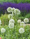 Allium-Mount Everest (Breed-DSC3539) 1200x1535px.webp