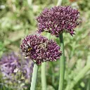 Allium-Magic DSC06392.webp
