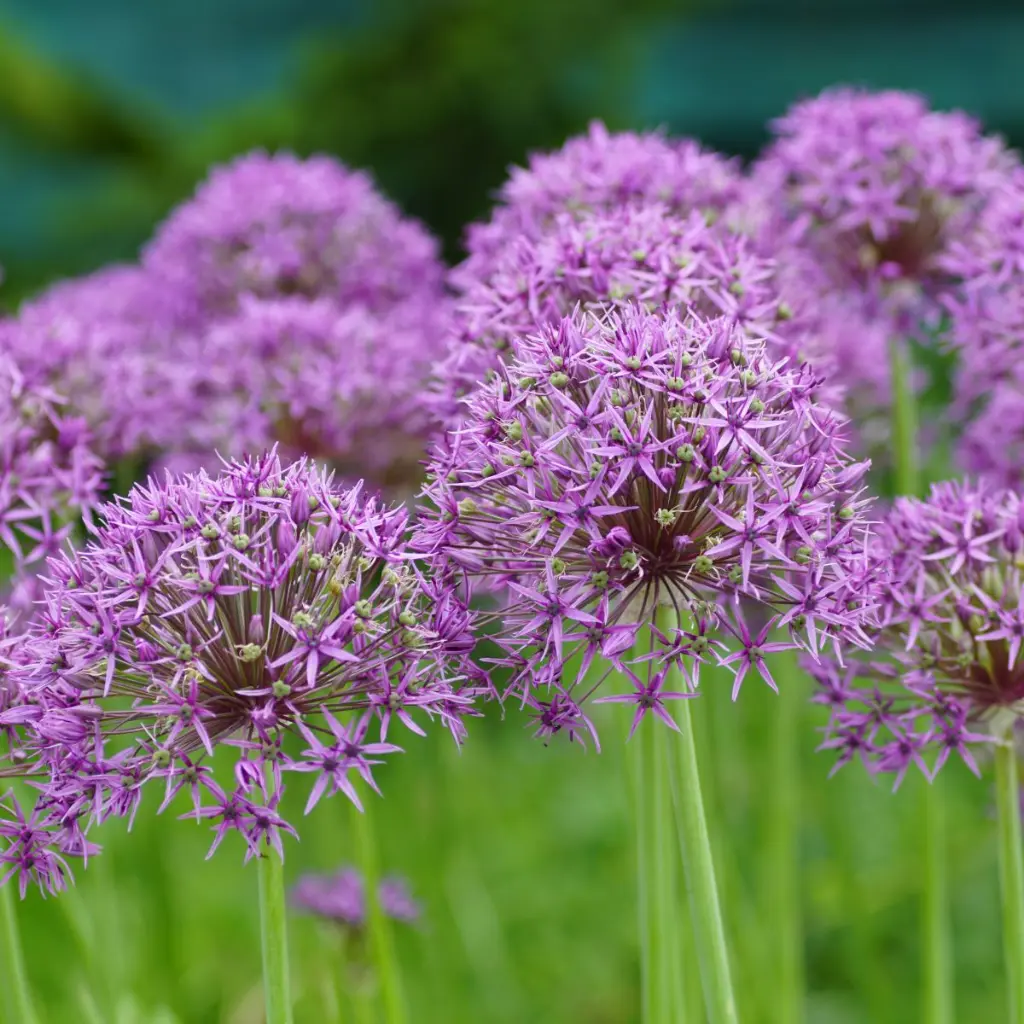 Allium-Violet-Beauty DSC06452.webp