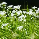 Allium-cowanii DSC06305 (2).webp