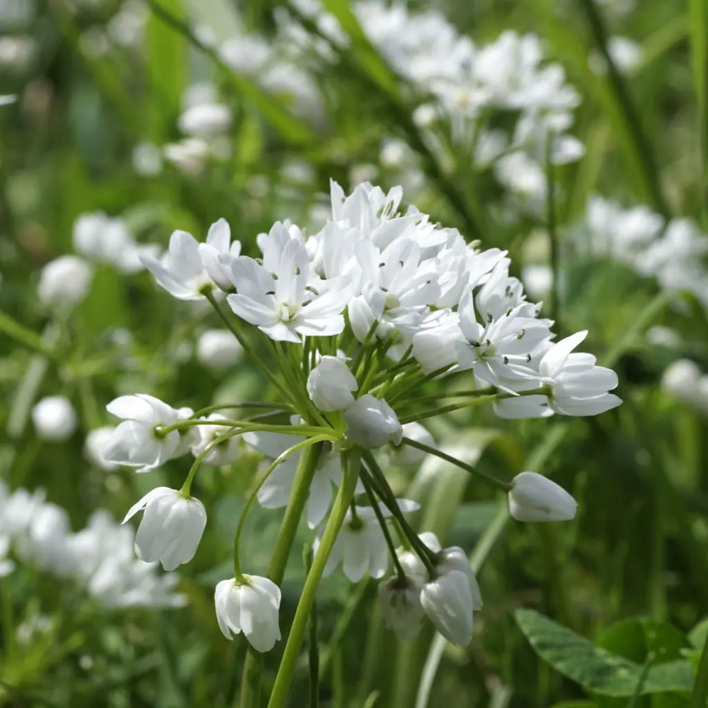 Allium-cowanii DSC06315(2).webp