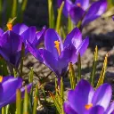 Crocus-Ruby-Giant-DSC09924 (4kant).webp