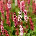 Duizendknoop_Persicaria_amplexicaulis1VK_AdobeStock_443285949.webp