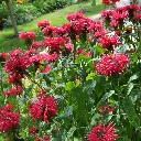 Monarda Mahogany 3VK AdobeStock_463921541.webp