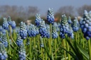 Muscari Lady Blue - BIO