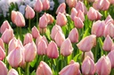 Tulipa Salmon van Eijk - BIO