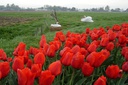 Tulipa Lalibela - BIO