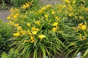 Hemerocallis 'Stella d'Oro - BIO