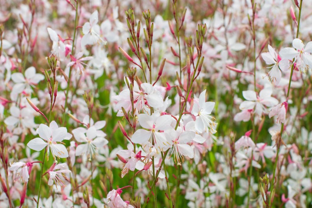 Gaura 'Sparkle White' - BIO