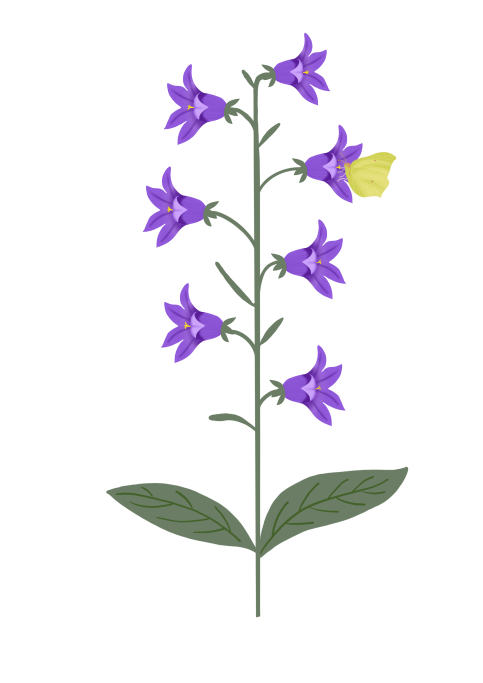 Campanula trachelium - BIO