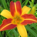 Hemerocallis 'Frans Hals' - BIO