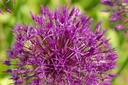 Allium Purple Rain - BIO