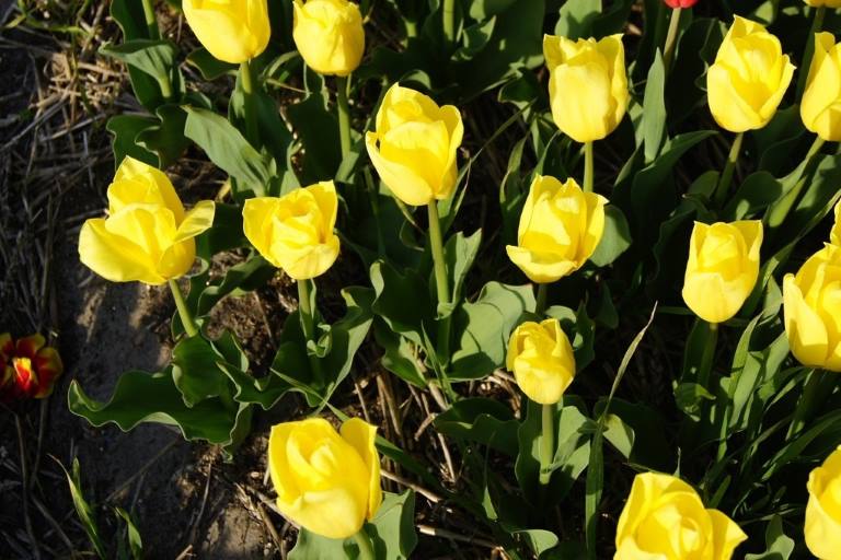 Tulipa Yellow Flight