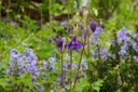 Aquilegia vulgaris - BIO