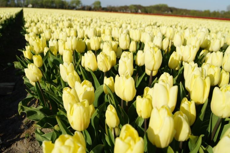 Tulipa Cream Flag - BIO