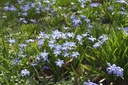 Chionodoxa Blue Giant - BIO