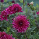 Dahlia Orfeo - BIO