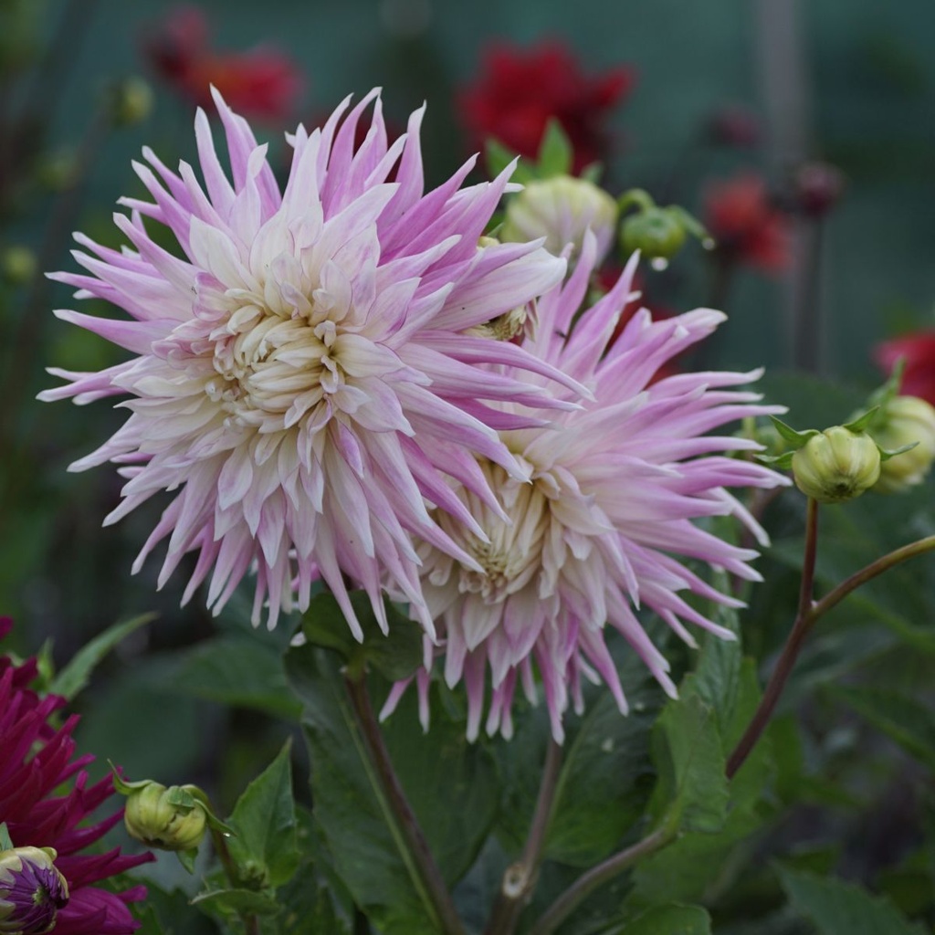 Dahlia Kiev - BIO